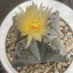 Astrophytum Bishop Cap Rare Imported Cactus