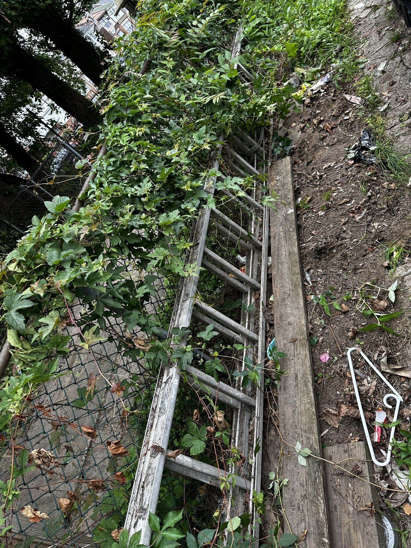 2 ladders