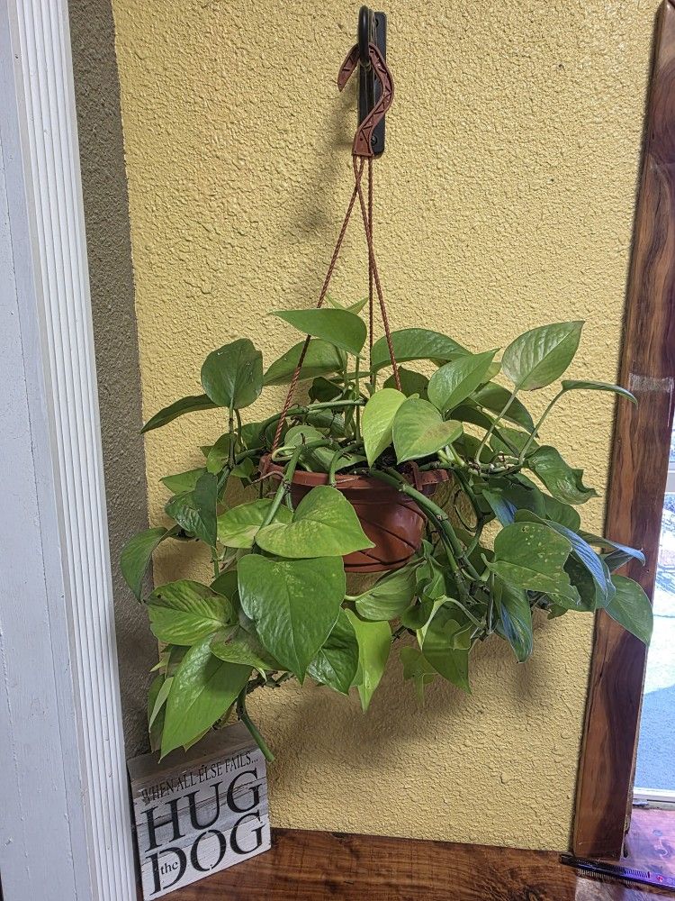 Hanging Pothos Plant