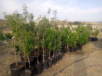 Trees and succulents