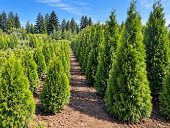 🌲 Green Arborvitae Trees — Now Available at Our Nursery!