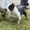 SmackFire Kennels