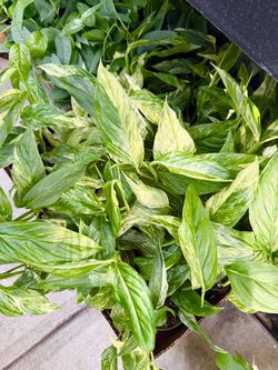 Plants (4”pot🌿Epipremnum Mint “pothos” $10 each)