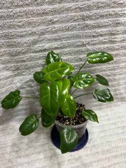 Philodendron Burle Marx