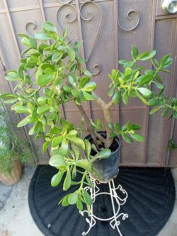 planta de.jade