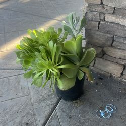 Large succulents potted