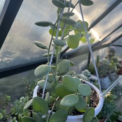 Silver Dollar Vine Succulent Plant