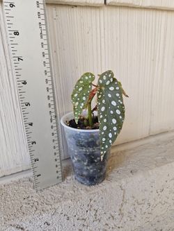 Begonia Maculata Wightii Plant