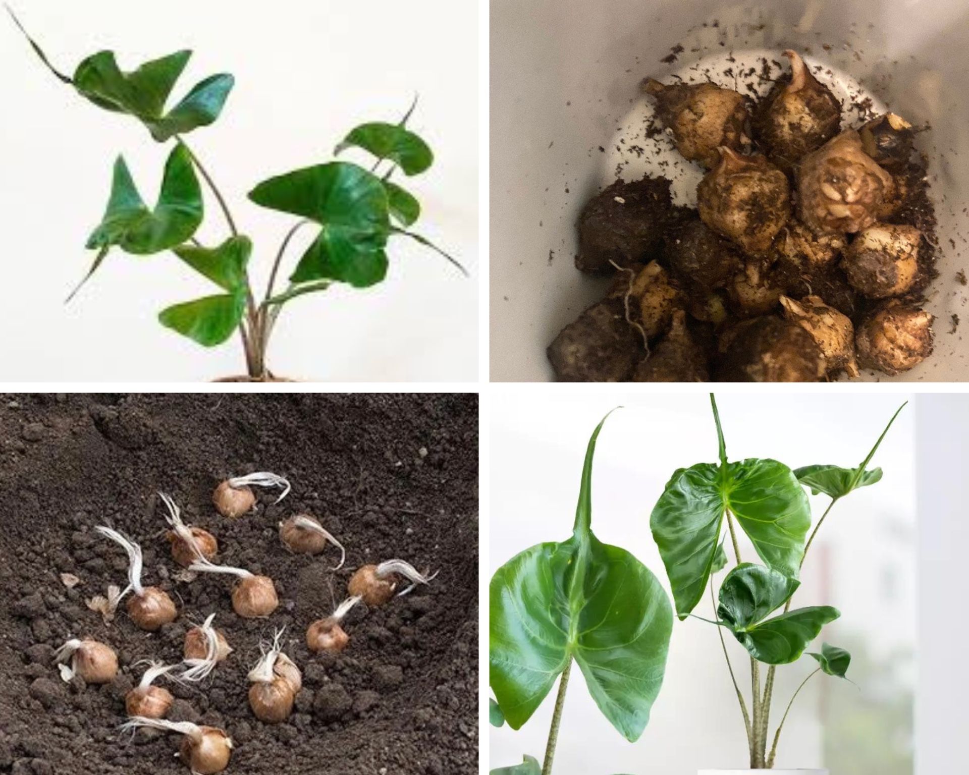 Healthy Corms | Grow Your Own Alocasia ‘Stingray’ From Corm | Elephant Ear Plant | Grows Up to 4Ft Tall | 2 Corms for 15