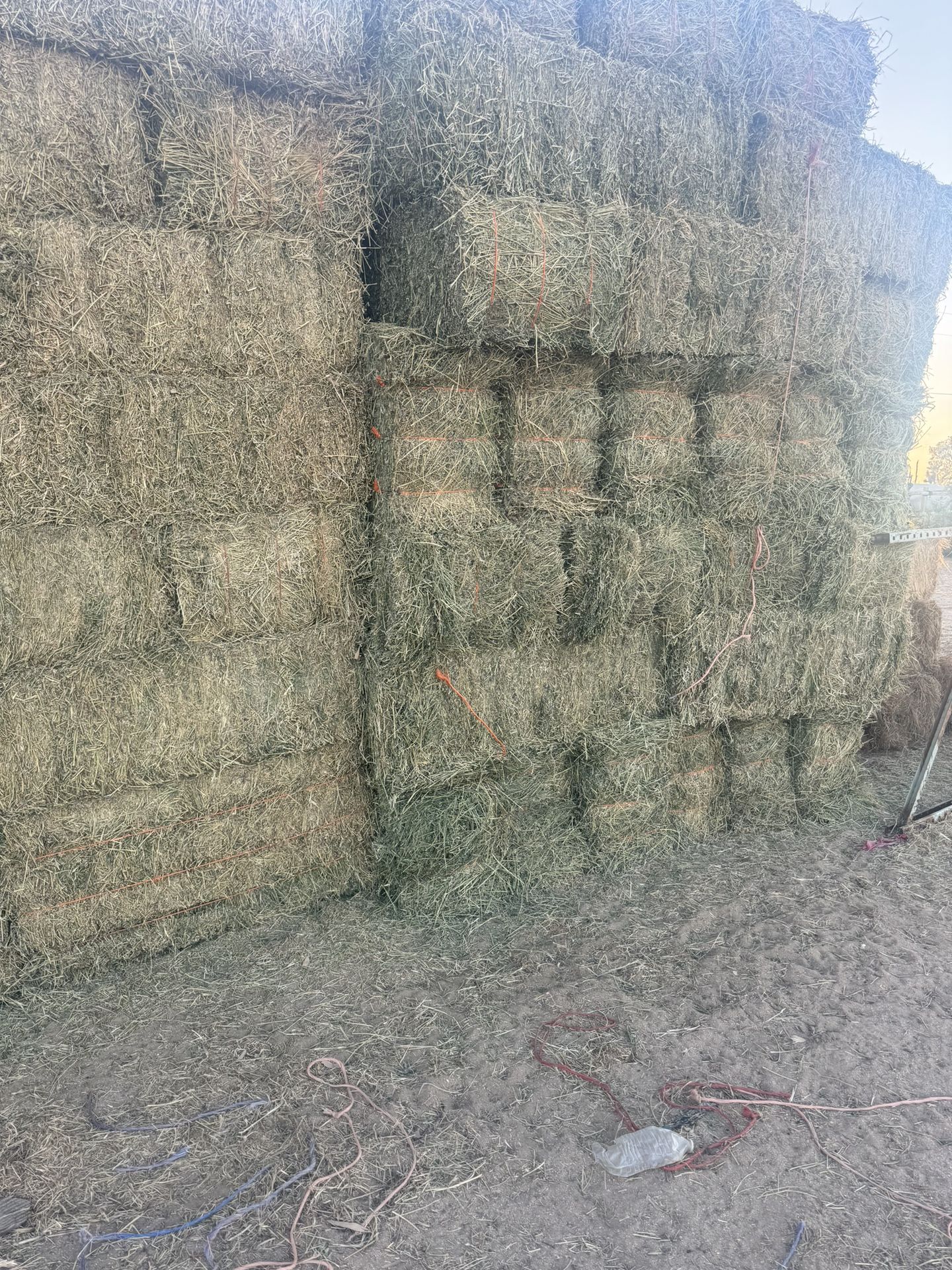Alfalfa #1