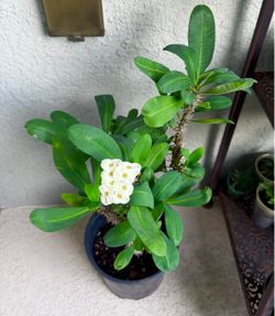 Crown  of   Thorns  plant