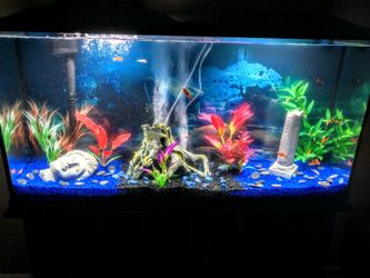 60 Gallon Fish Tank