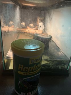 Turtle Tank