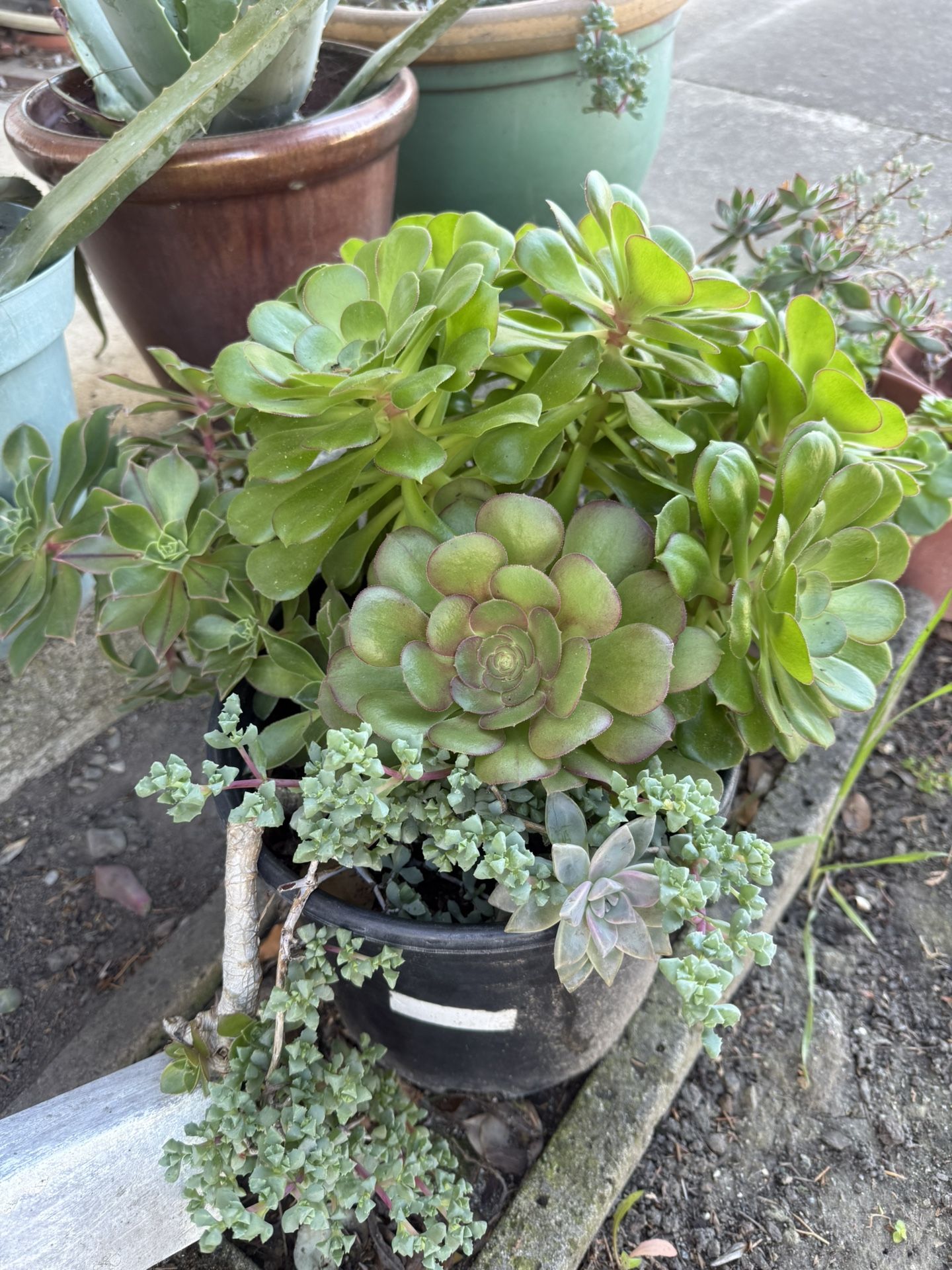 Succulent 
