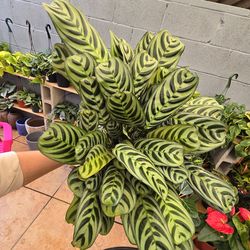 Ctenanthe 'Burle-marxii