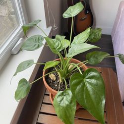 Heart Leaf Philodendron Plant