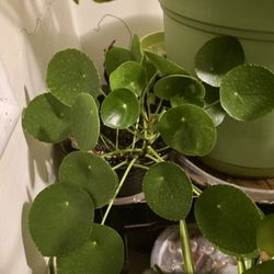 🌿 Chinese Money Plant (Pilea) – Healthy & Full 🌿