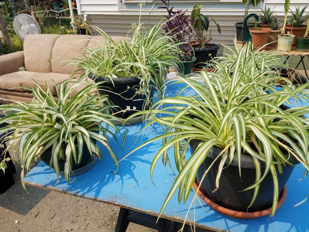 Spider plants&purple house plants