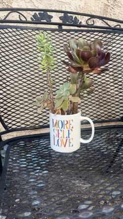More self love what a beauty only five dollar succulents beautiful