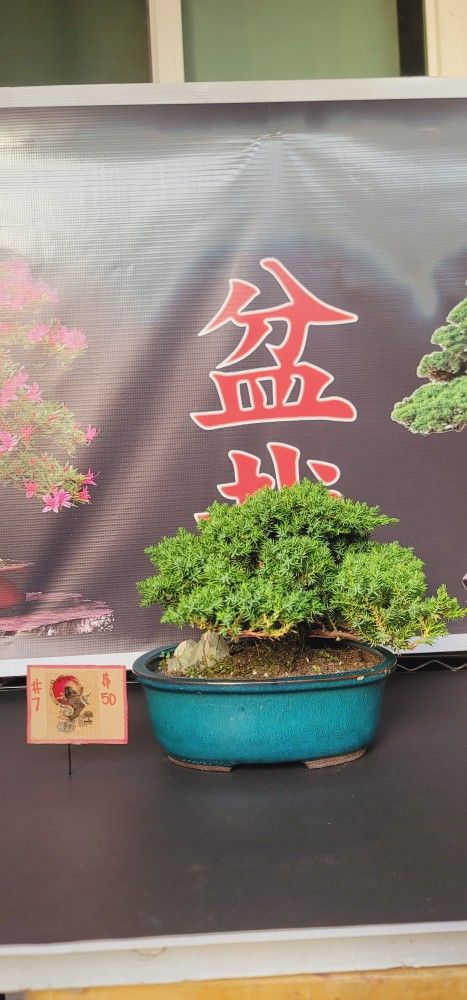 Bonsai Plants
