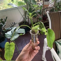 Philodendron Paraiso Verde