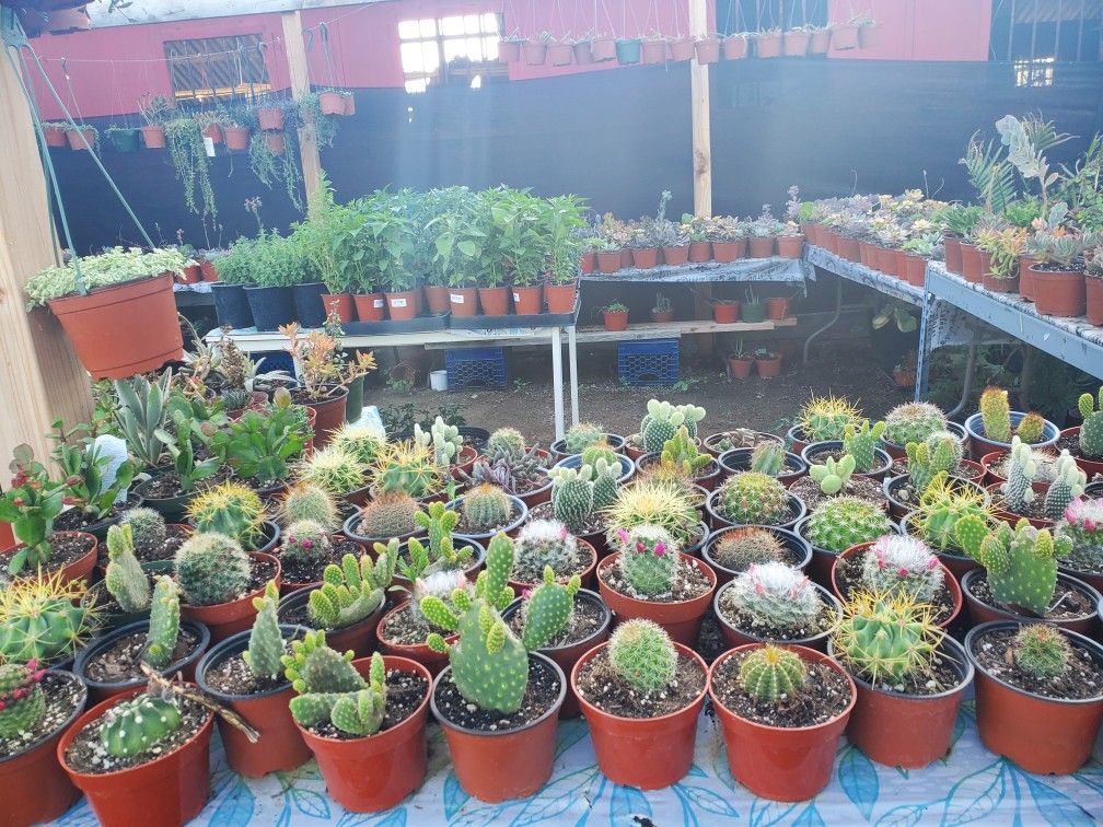 Cactus