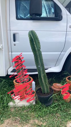 Cactus
