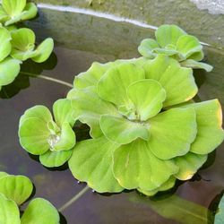 Aquarium Tank Water Lettuce 🥬 