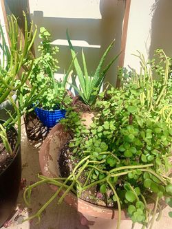 Elephant Food Plants