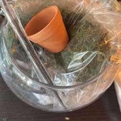 Live Plant Terrarium Kit DIY
