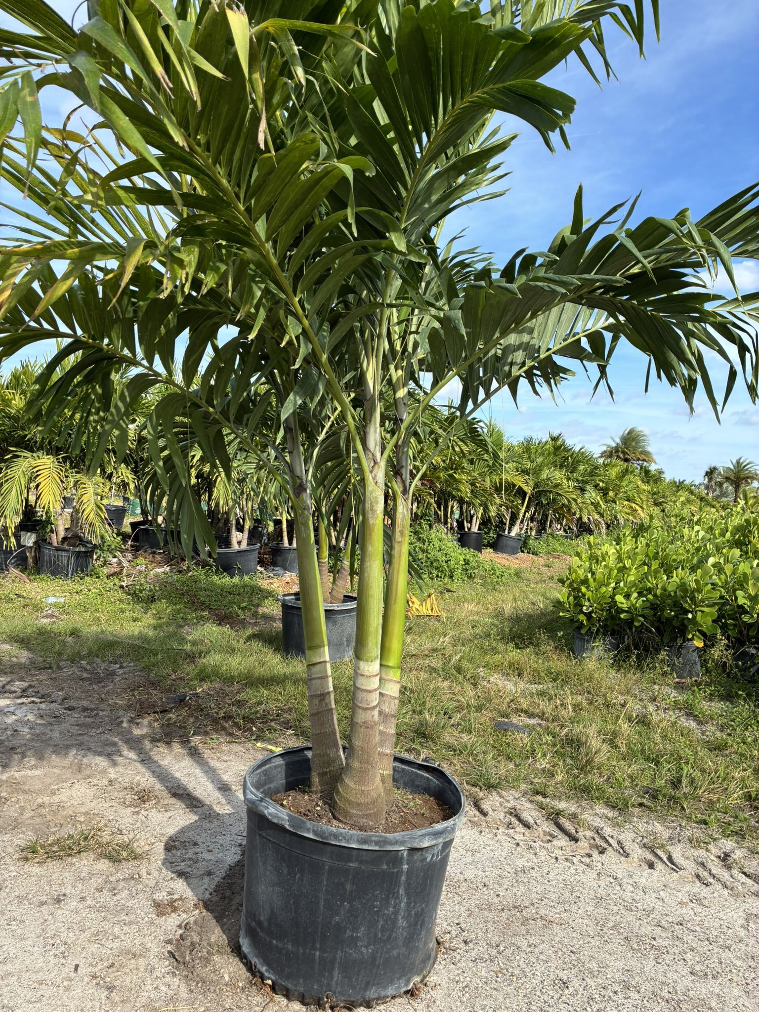 triple chritmas palm