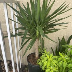 Yucca Plant 