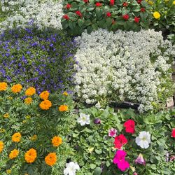 Plantas De Sol $5 $9