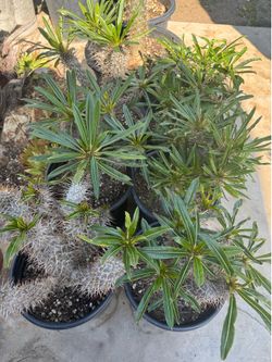 Multi trunks Madagascar Palm