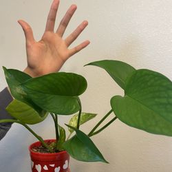 Photos Natural Plant 