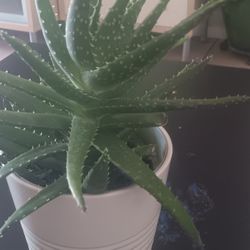 Plant $12