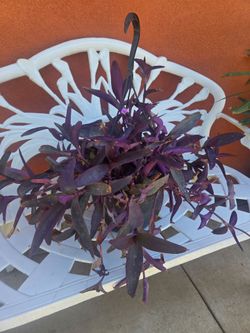 Hanging Purple Heart Plant