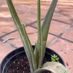 Aloe Vera 