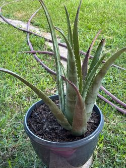 Lavera plants 🌱