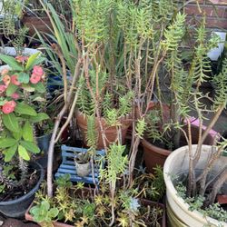 Long Pot With Succulents 