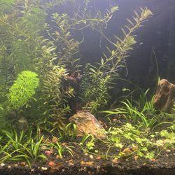 UNS 5T Ultra Clear Fish Tank Aquarium 5.8 Gallons