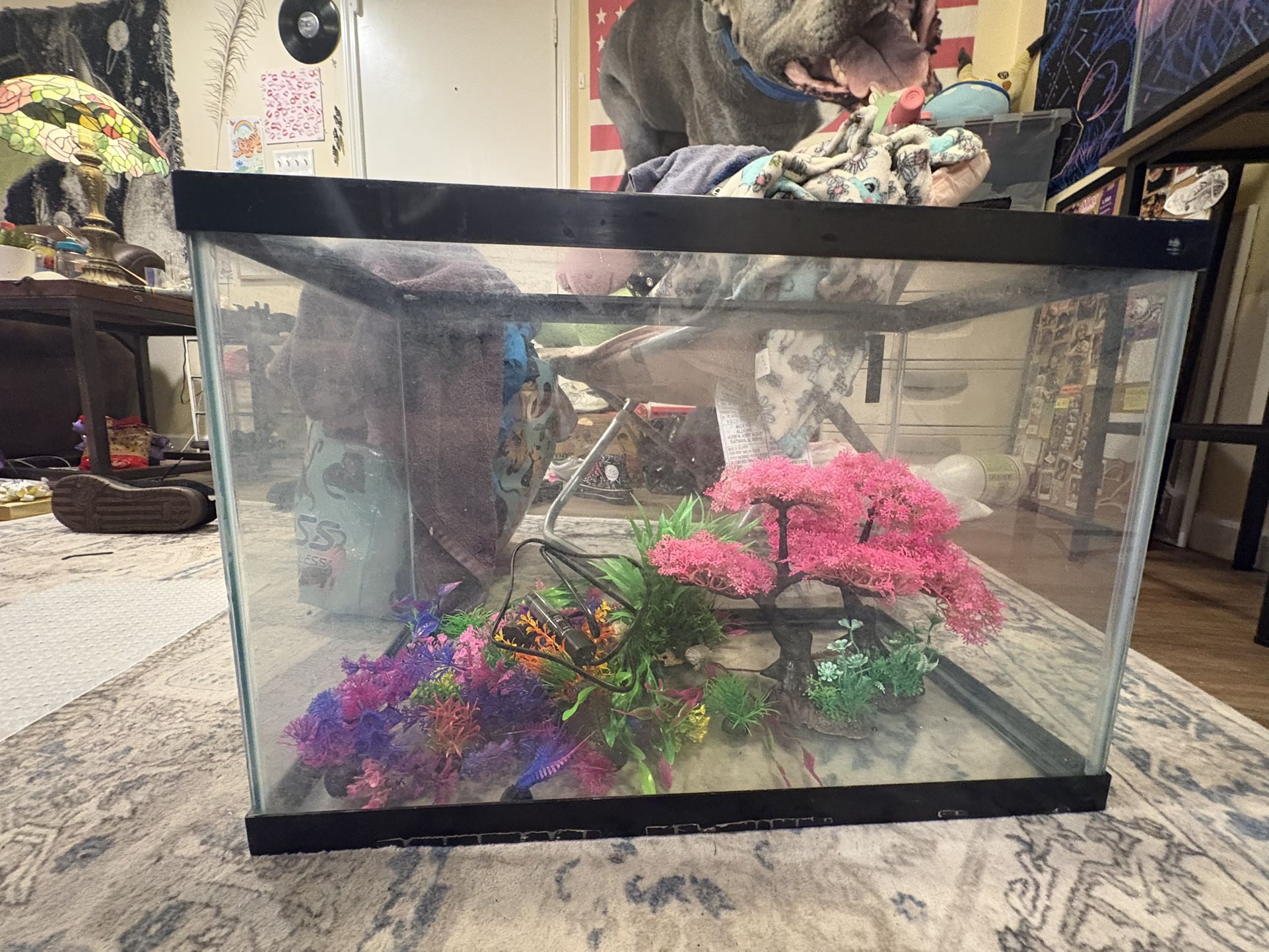 20 Gallon Glass Aquarium