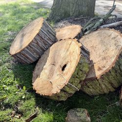 🪵 🍪 Large Wooden Cookies🍪 🪵 