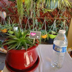 Regalo San Valentín