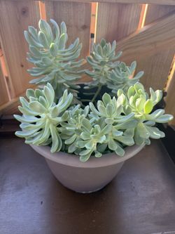 Succulent 