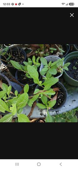Tropical Haitian Mint Herb Potted Plant