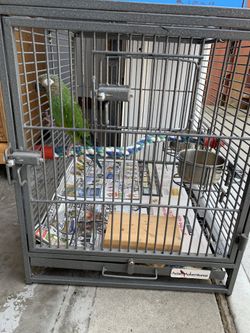 Bird, Green Cheek Conure