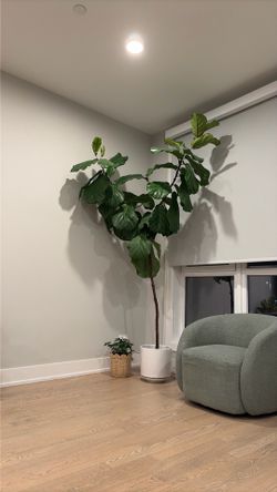 6 ft tall real Fiddle-leaf fig tree