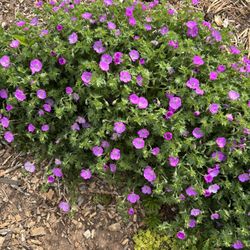 Hardy Geranium Perennial Plants 