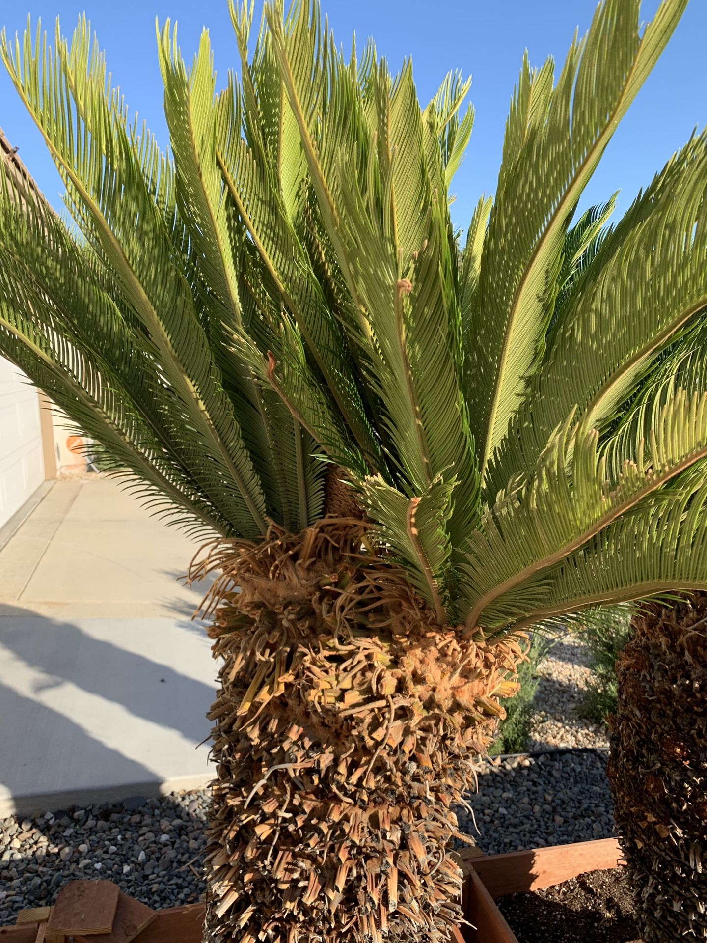 Large Sago Palm